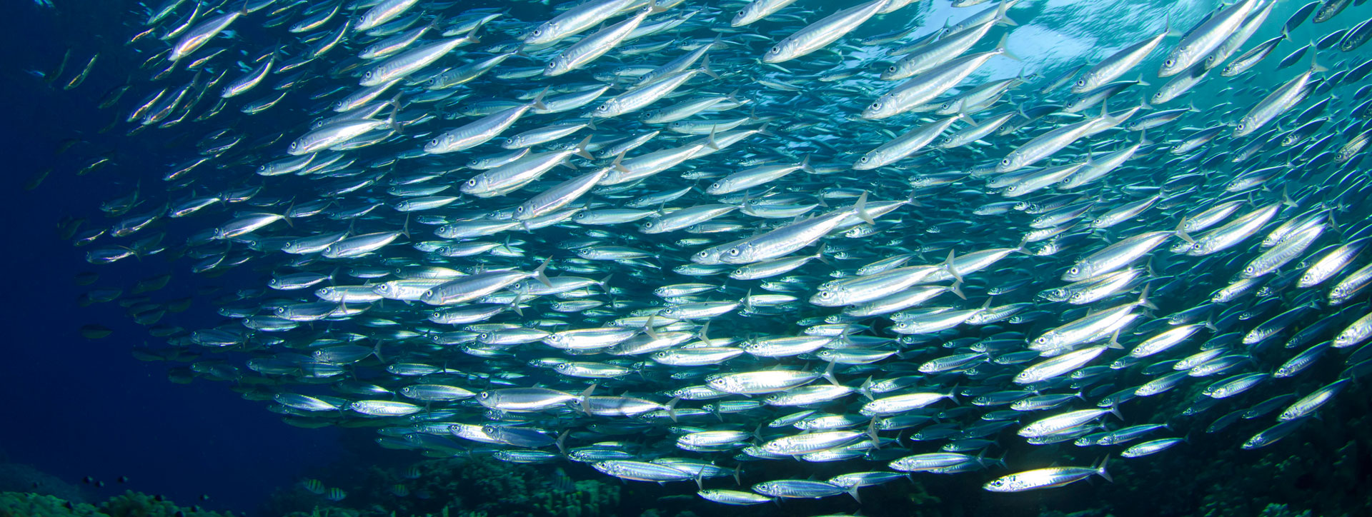 Mayoristas de pescados y marsicos en Passajes